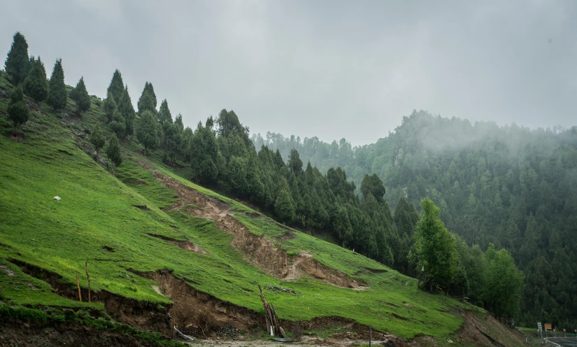 a grassy hillside with trees on the other side