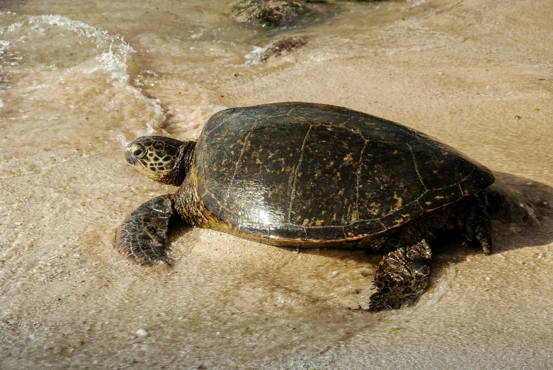 a sea turtle is sitting on the sandy beach