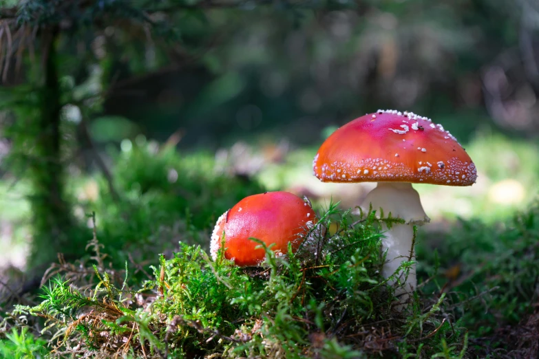 two orange mushrooms sitting in the woods near trees