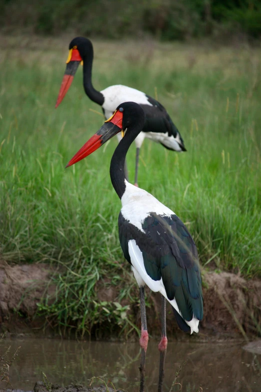 two birds standing on the grass in the water