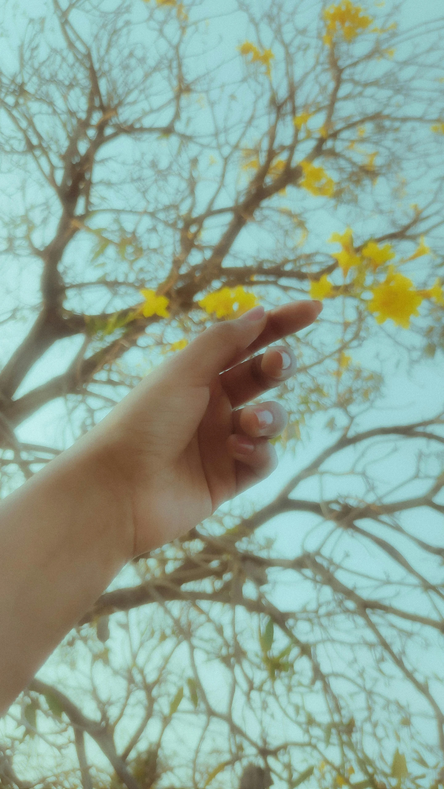 a tree with yellow flowers and someone's hand