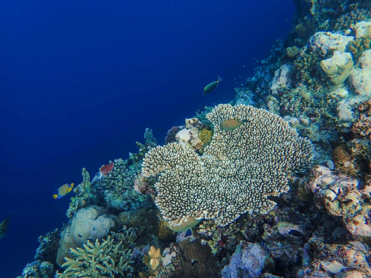 a coral reef with fish swimming by it