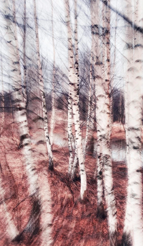 an ink drawing shows thin trees in a forest