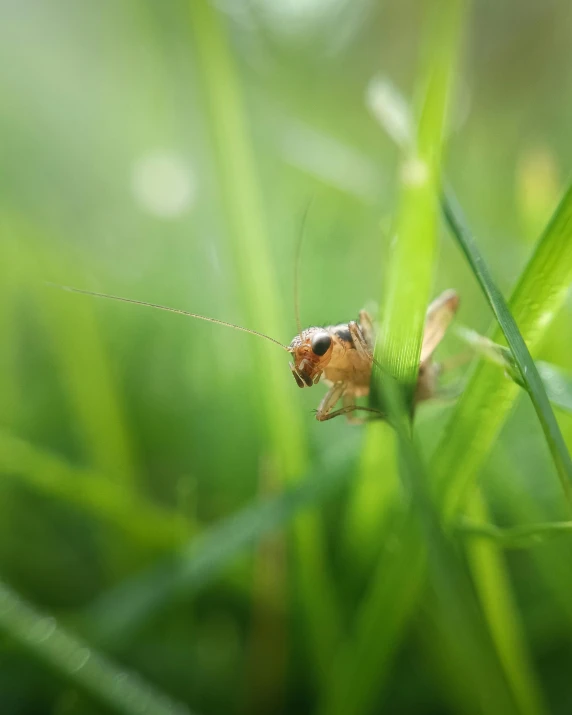 a tiny insect on a long blade of grass