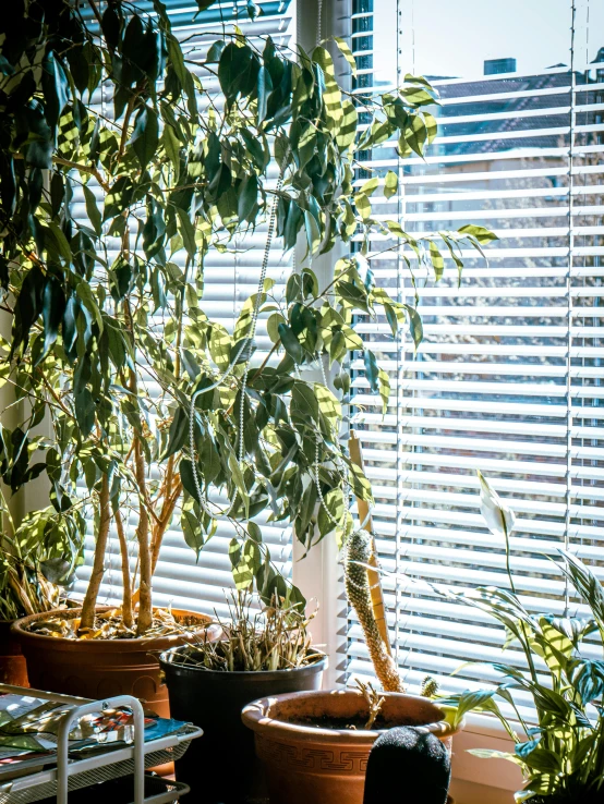 plants are shown in some brown pots on a table