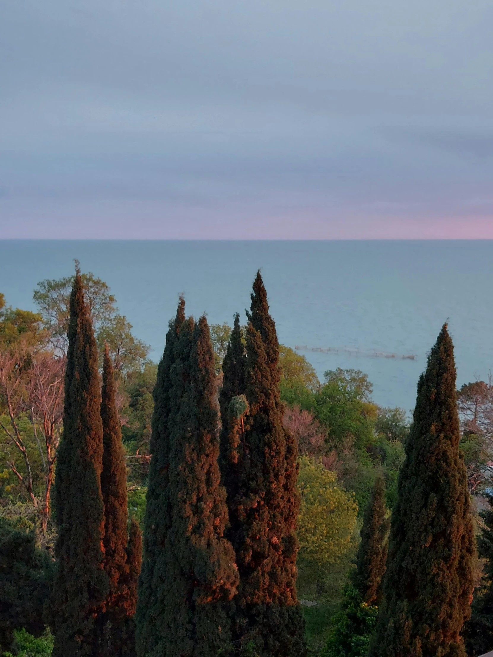 an ocean view taken from a hillside covered in trees