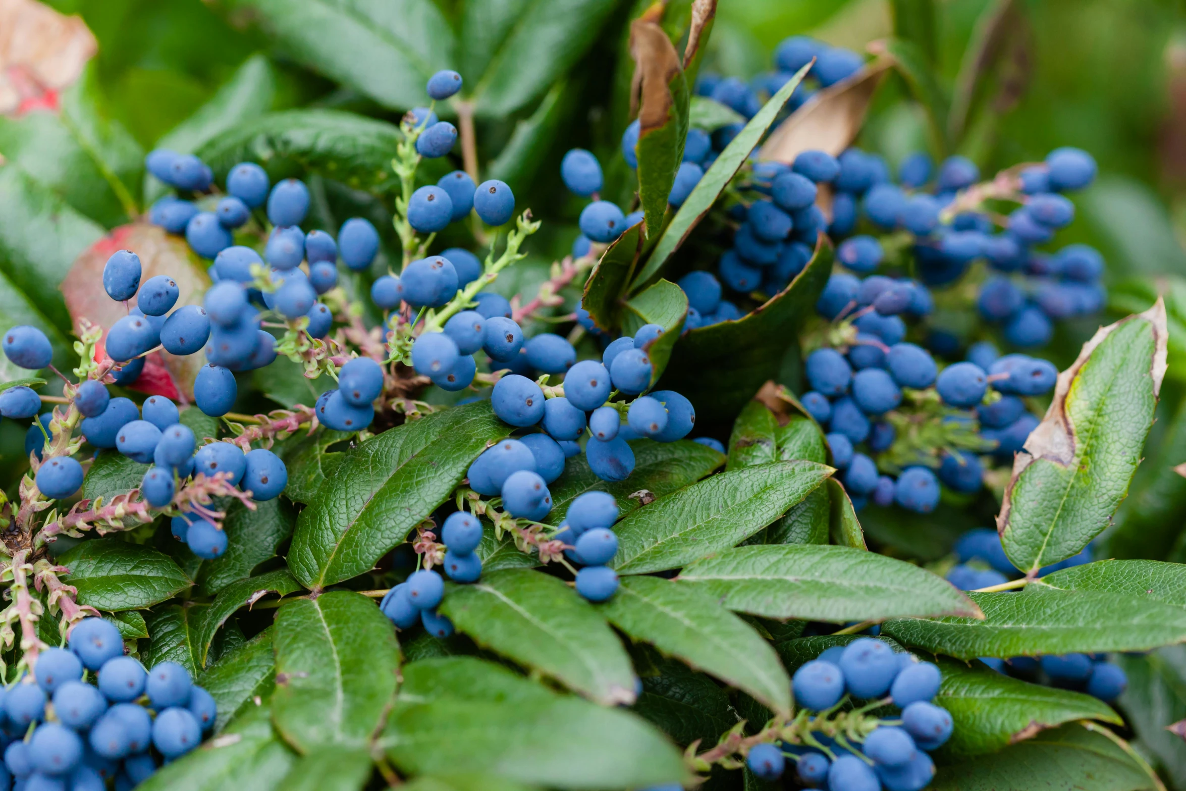 a bunch of blue berries on a bush with leaves