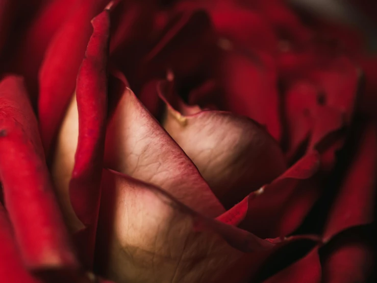 a close up image of a rose flower