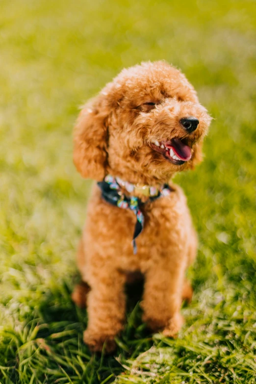 a brown dog with a blue collar and a smile