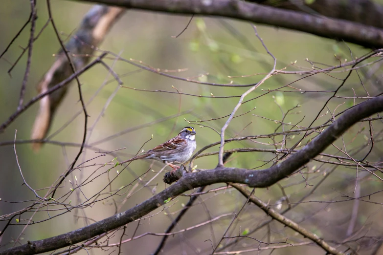 a bird sitting on a tree nch in the woods