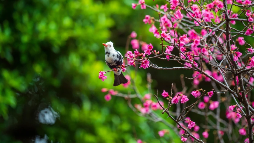 small bird sitting on pink flower and tree nch