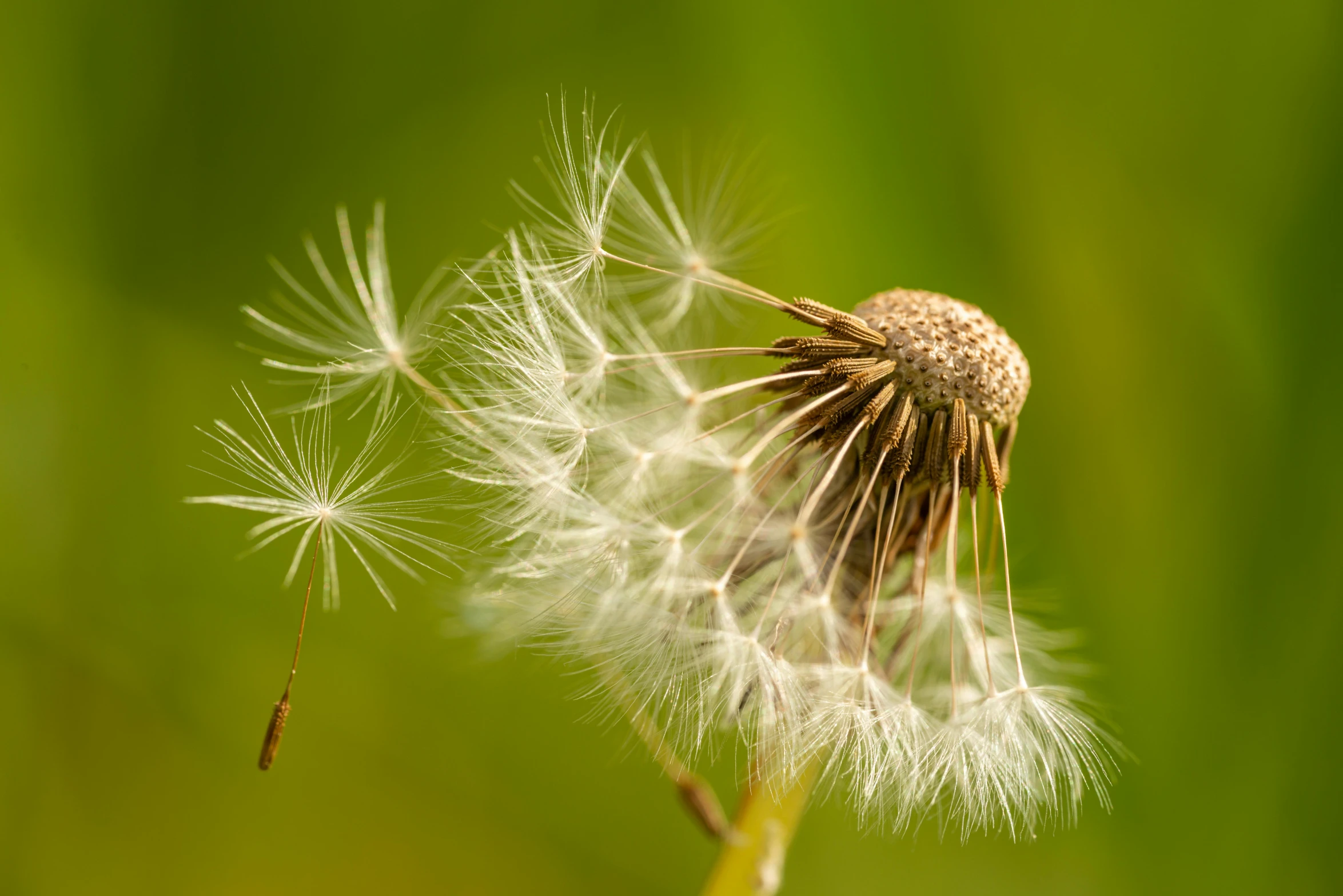 the dandelion is very delicate on a sunny day