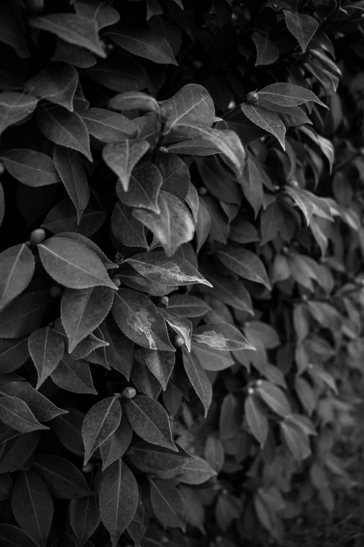 black and white pograph of leaves hanging from the top of a bush