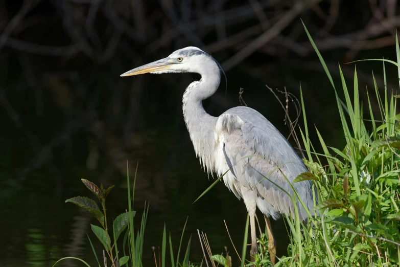 a bird that is standing in some water