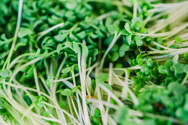 many fresh alfalfa sprouts grow in a bunch
