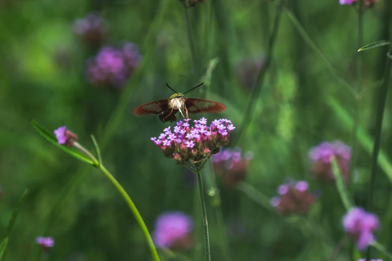 an orange and yellow insect sits on a pink flower