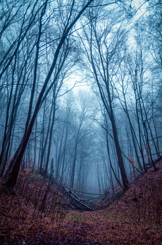 a path that is in the middle of a forest