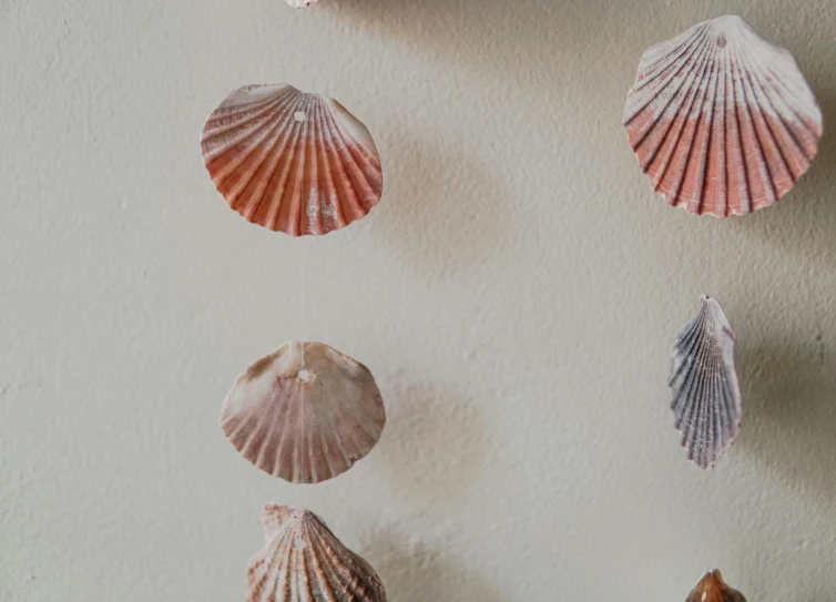 five seashells hanging on a wall together