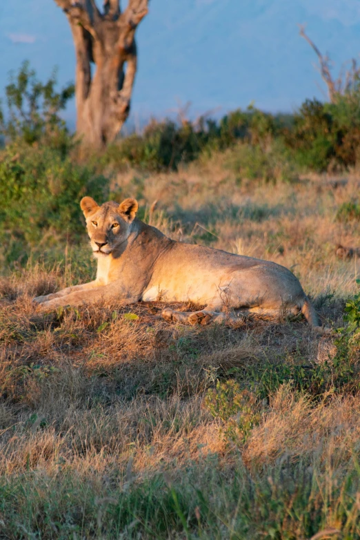 a white lion laying in the shade of a tree