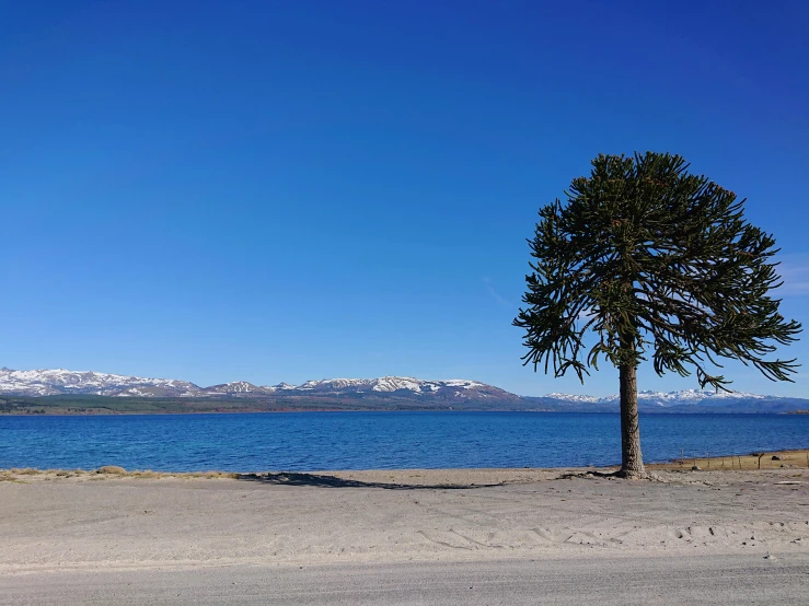 a tree on the beach next to some water