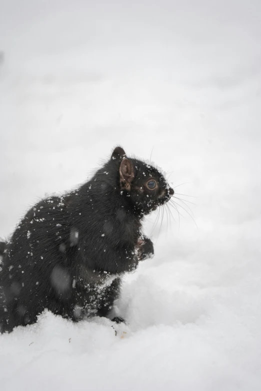 a cat is outside on some snow covered ground