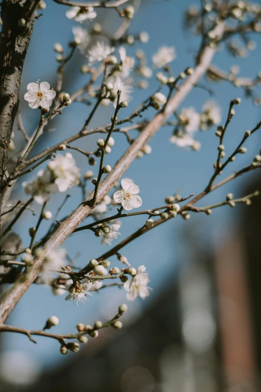 the nch of the flowering tree in spring