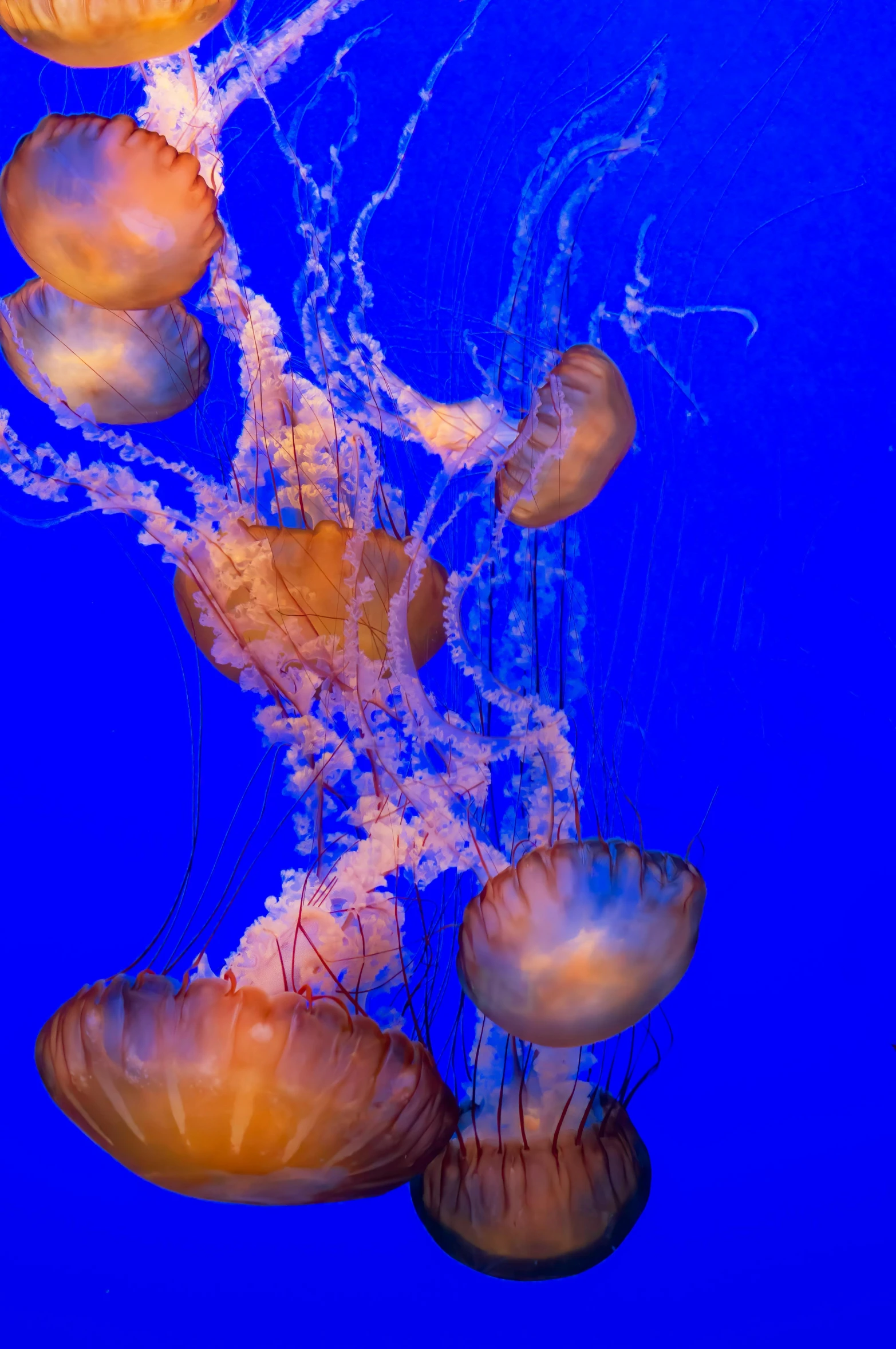 some very pretty jellyfish in the water