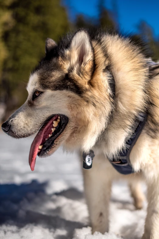 a husky dog is in the snow by itself