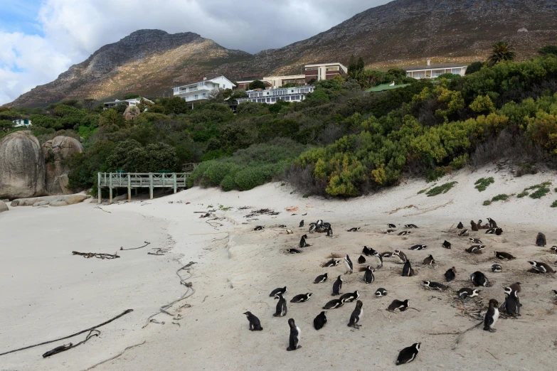 a flock of birds on top of a sandy beach