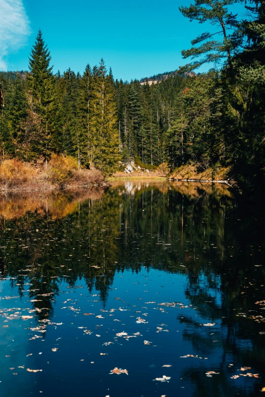 a body of water surrounded by trees and grass