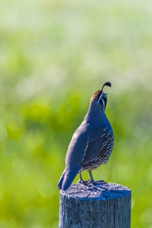 the bird is sitting on the wooden post