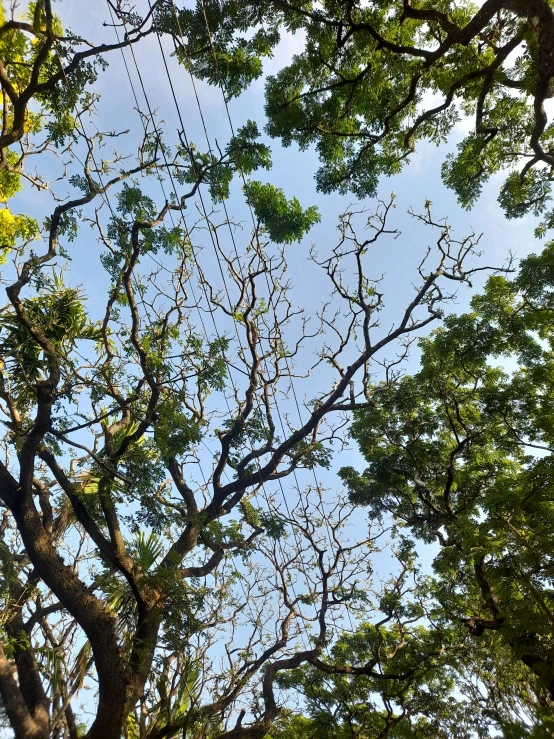 the view from underneath of a tree towards the sky