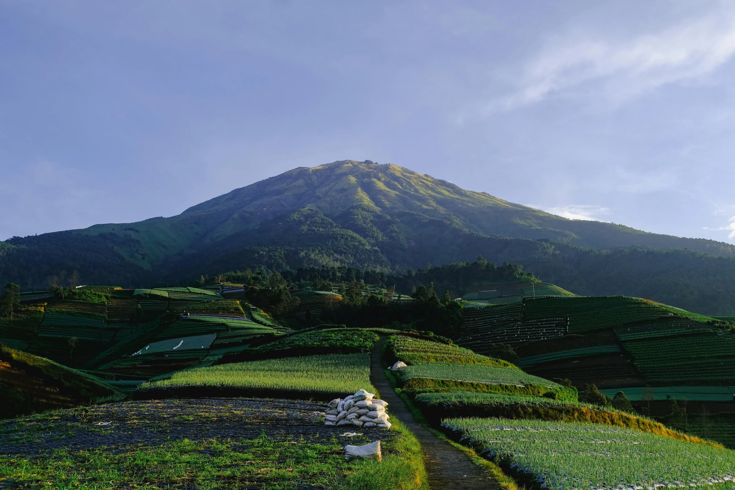 green grass in front of a mountain under a blue sky