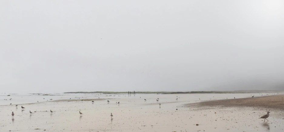 a cloudy day at the beach with birds walking on it