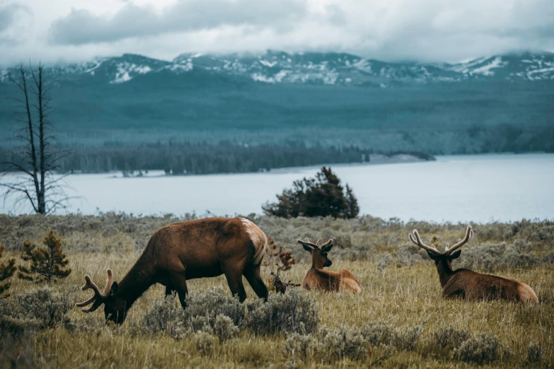 some animals in a field with mountains and a lake in the background