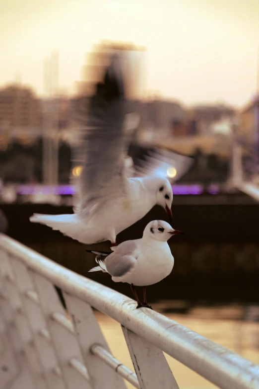 two birds are perched next to each other on a rail