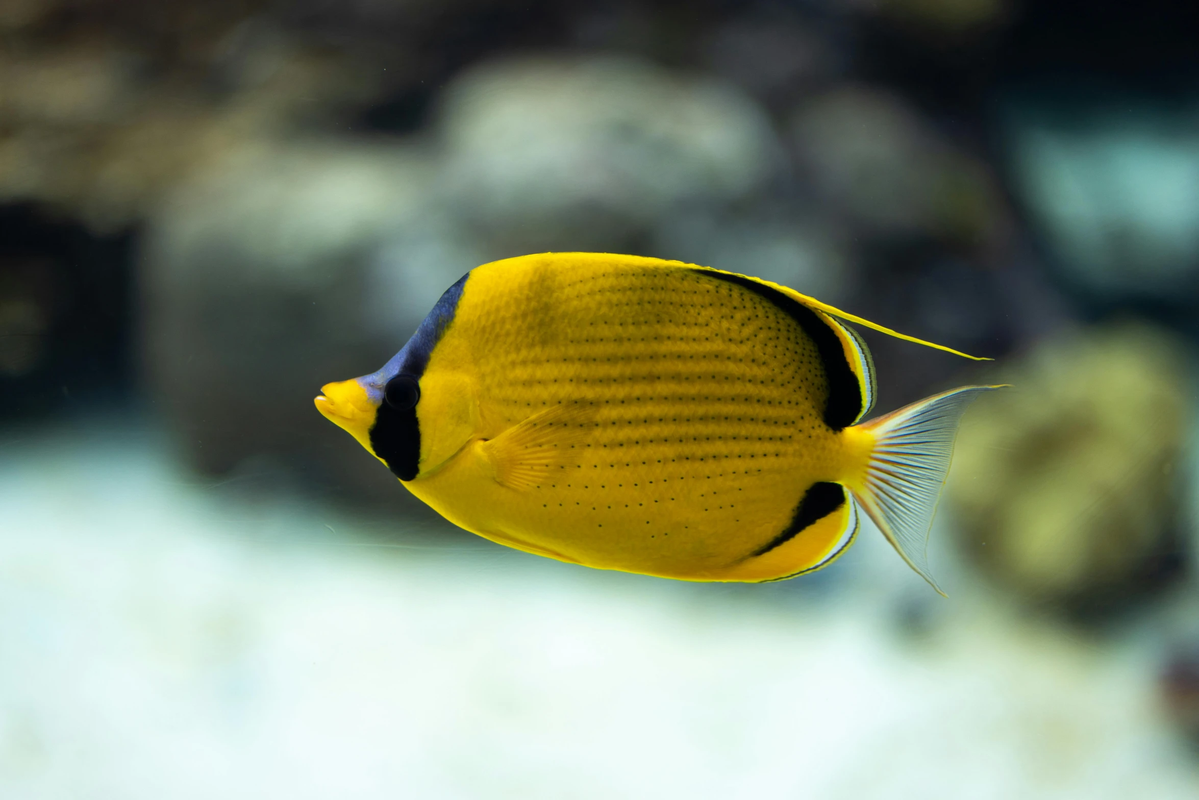 a large yellow fish in an aquarium