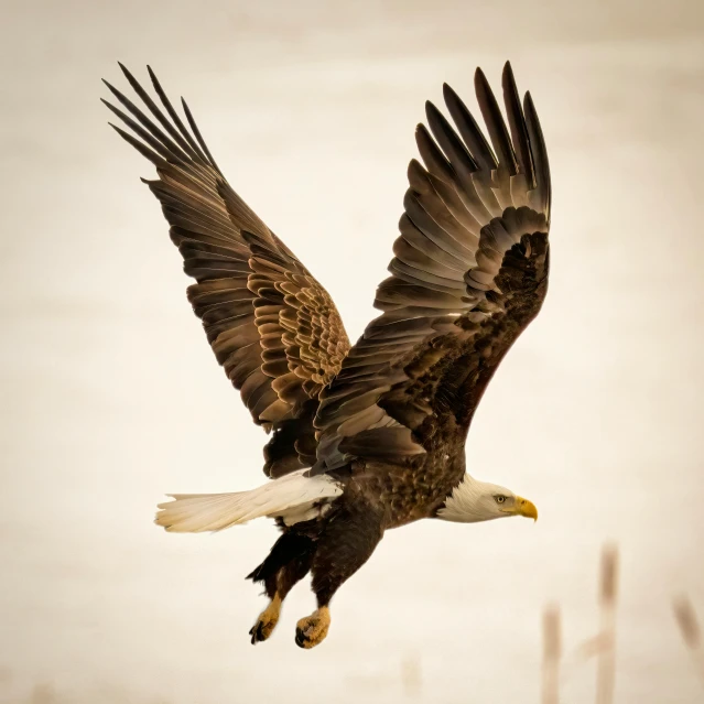 an eagle soars through the air over some tall grass