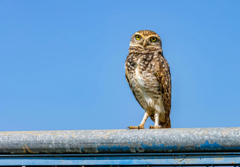 the owl is perched on top of a pipe