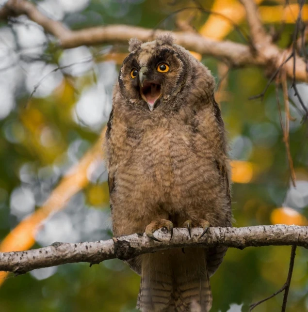 an owl sits on a nch with his mouth open