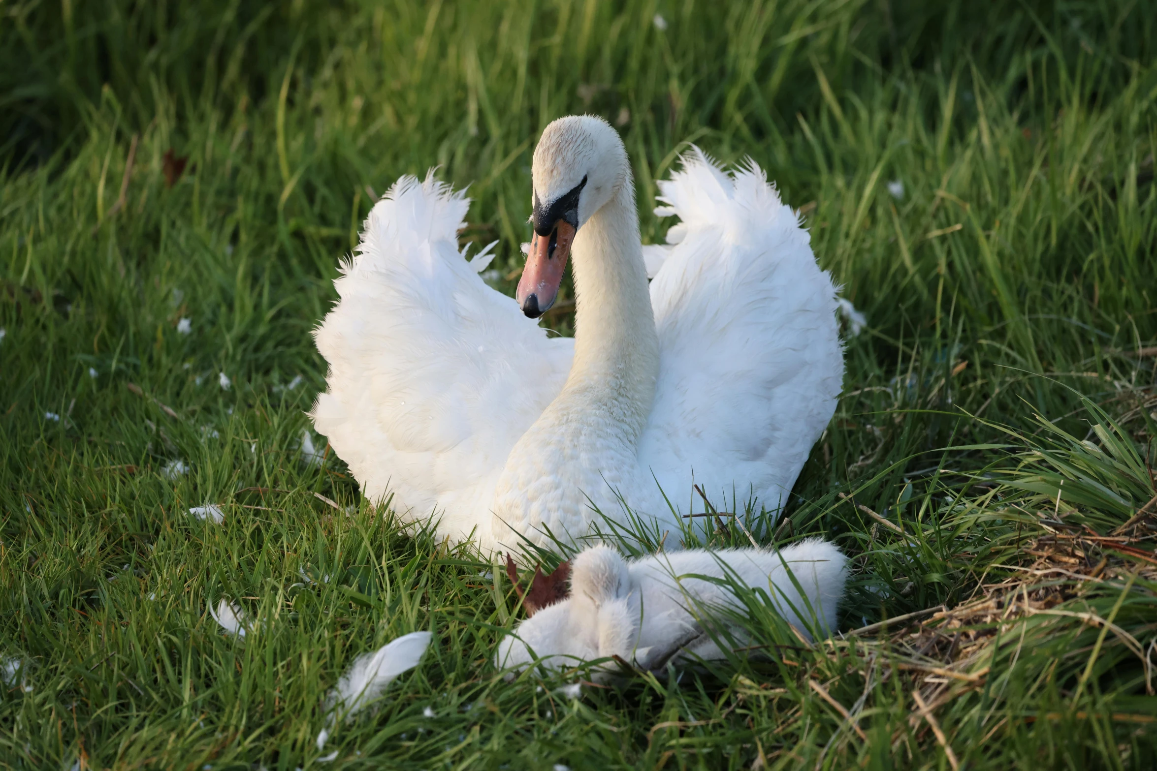 a goose is sitting in the tall grass