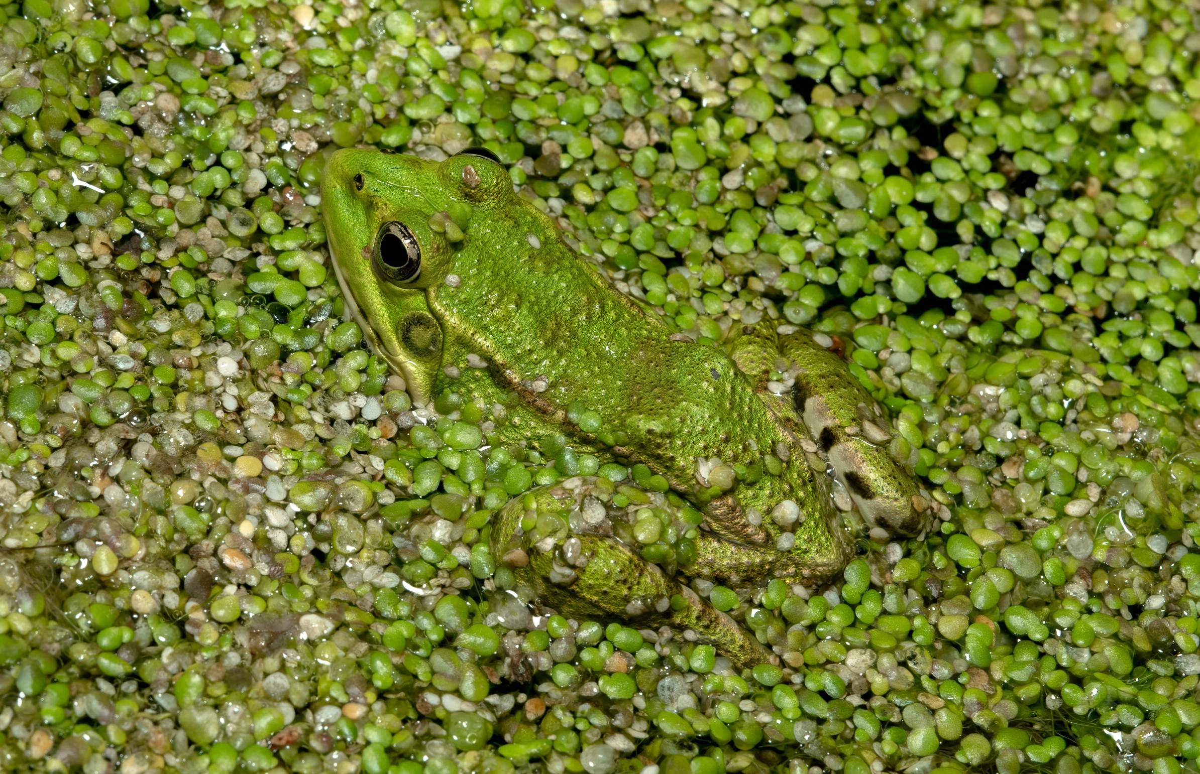 a frog that is sitting on top of green algae