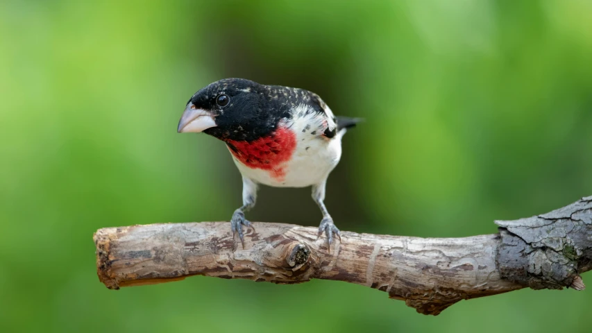 a close up of a small bird sitting on a nch