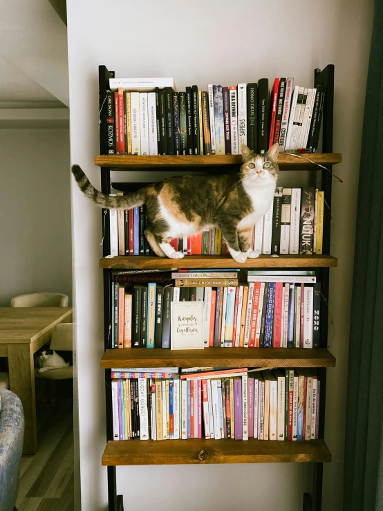 a cat climbing up a bookshelf with several books on it