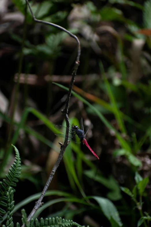 a small bird perched on a thin nch in the middle of some green foliage