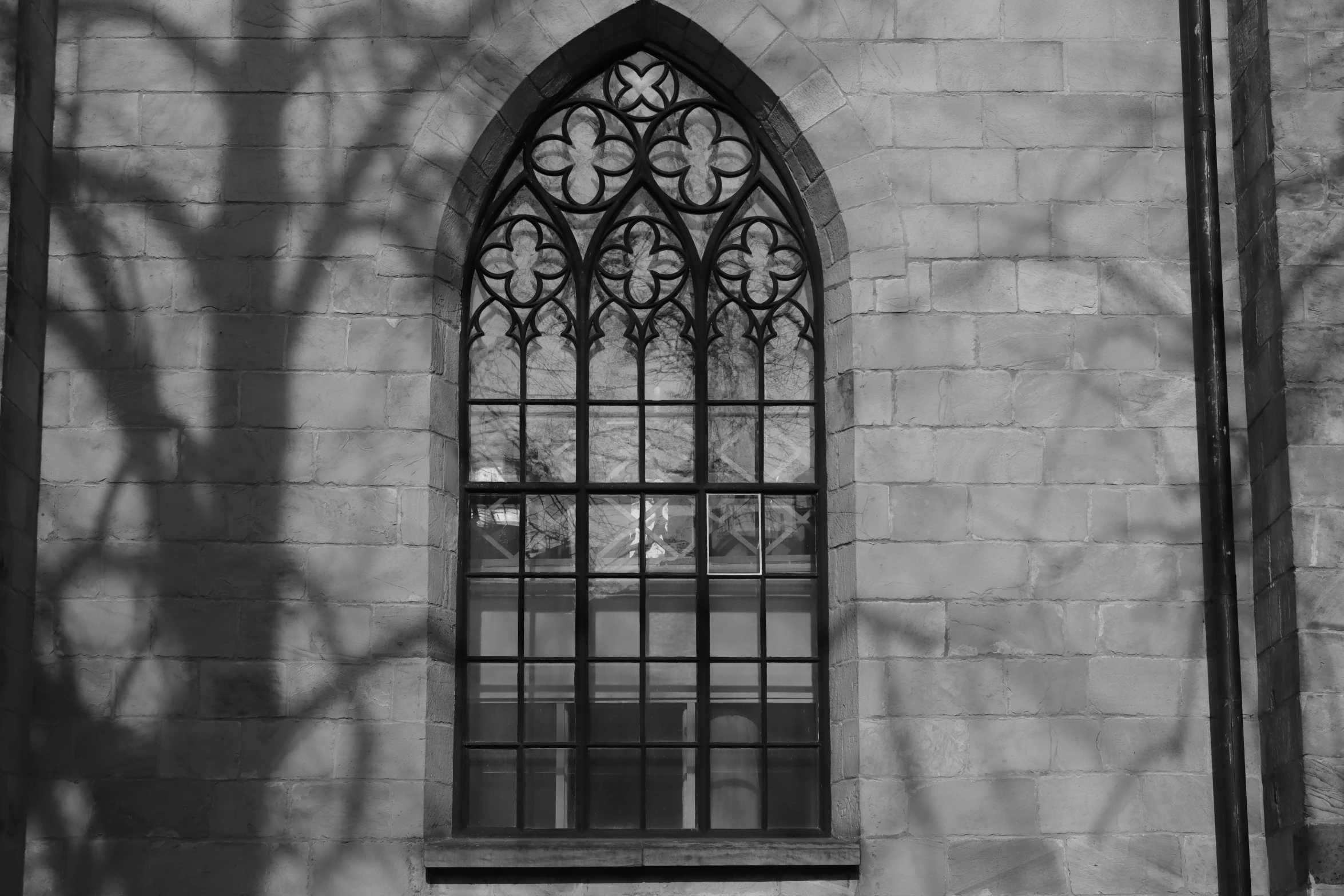 the shadow of a tree on the wall behind a window