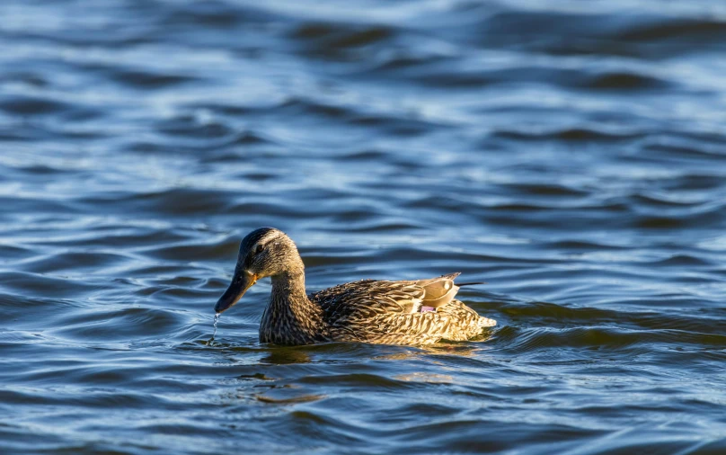 duck looking for food in a river in blue water