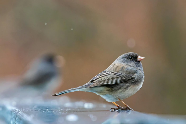 two small birds sitting on top of a glass