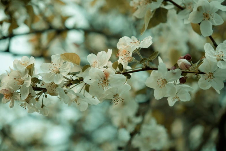 closeup po of a blossoming cherry tree