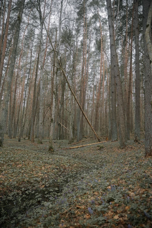 a small pathway is in the woods between trees